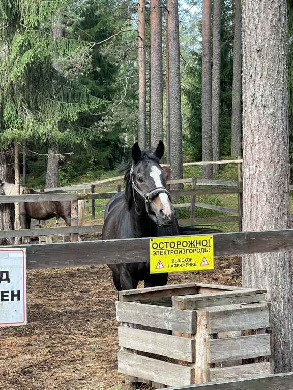 Гостиница Райвола Рощино-86