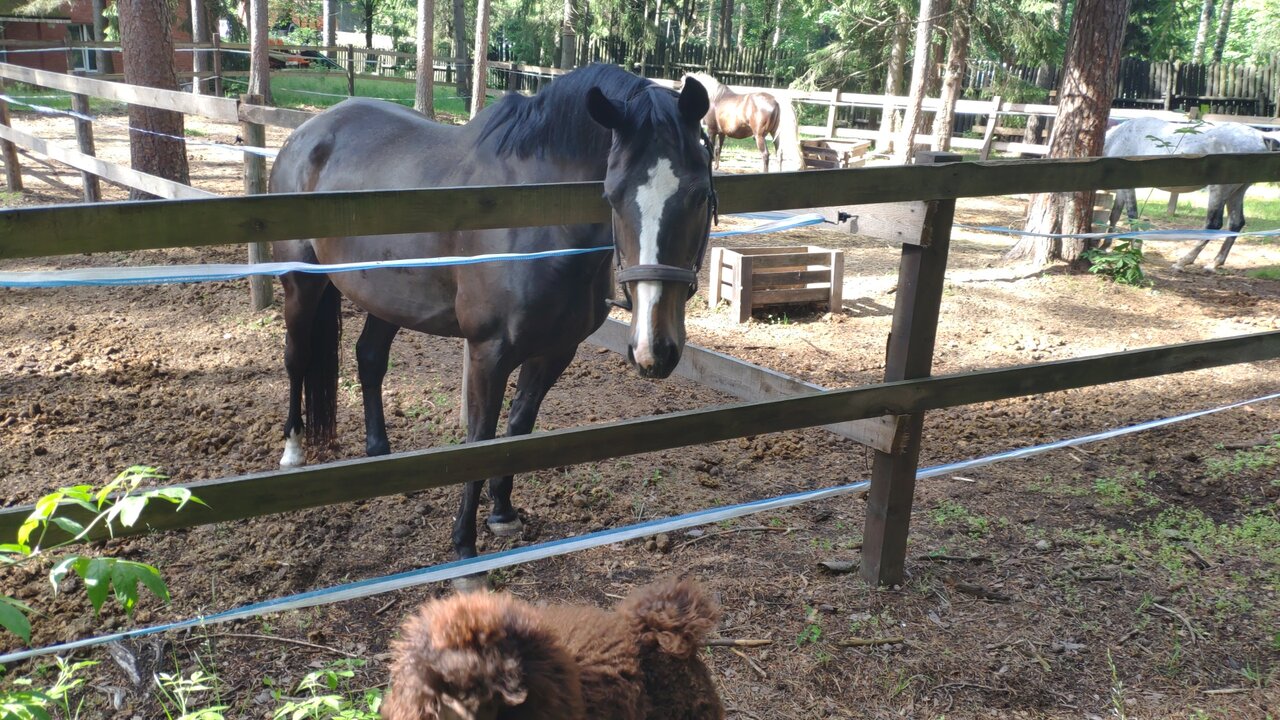 Гостиница Райвола Рощино-253