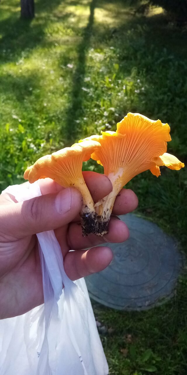 Гостиница Райвола Рощино-109