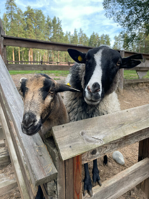 Гостиница Райвола Рощино-202