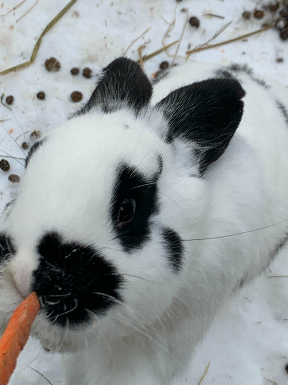 Гостиница Райвола Рощино-90