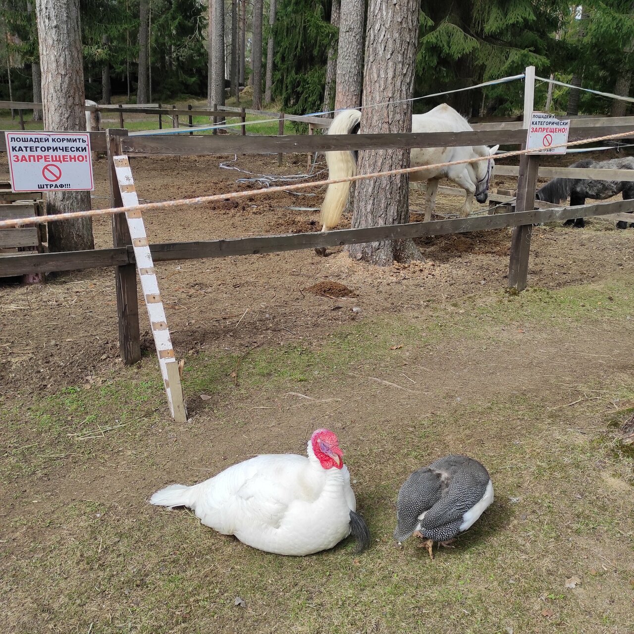 Гостиница Райвола Рощино-114