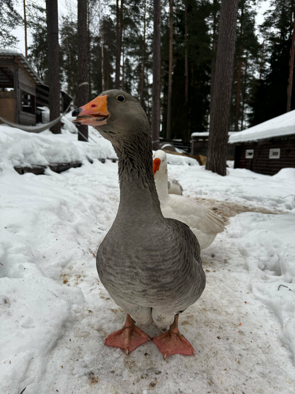 Гостиница Райвола Рощино-70