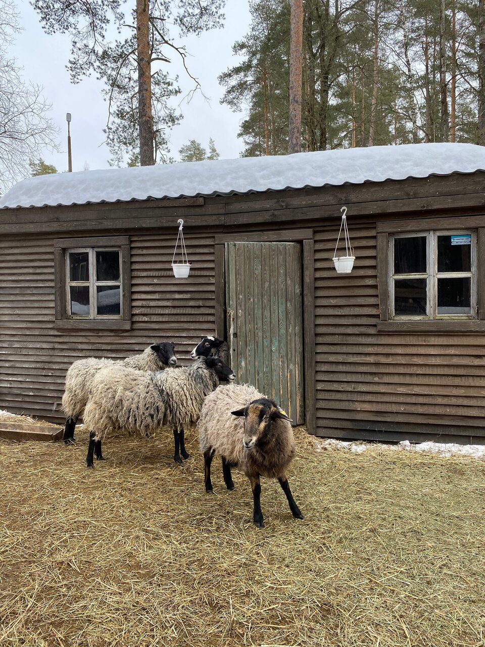 Гостиница Райвола Рощино-67