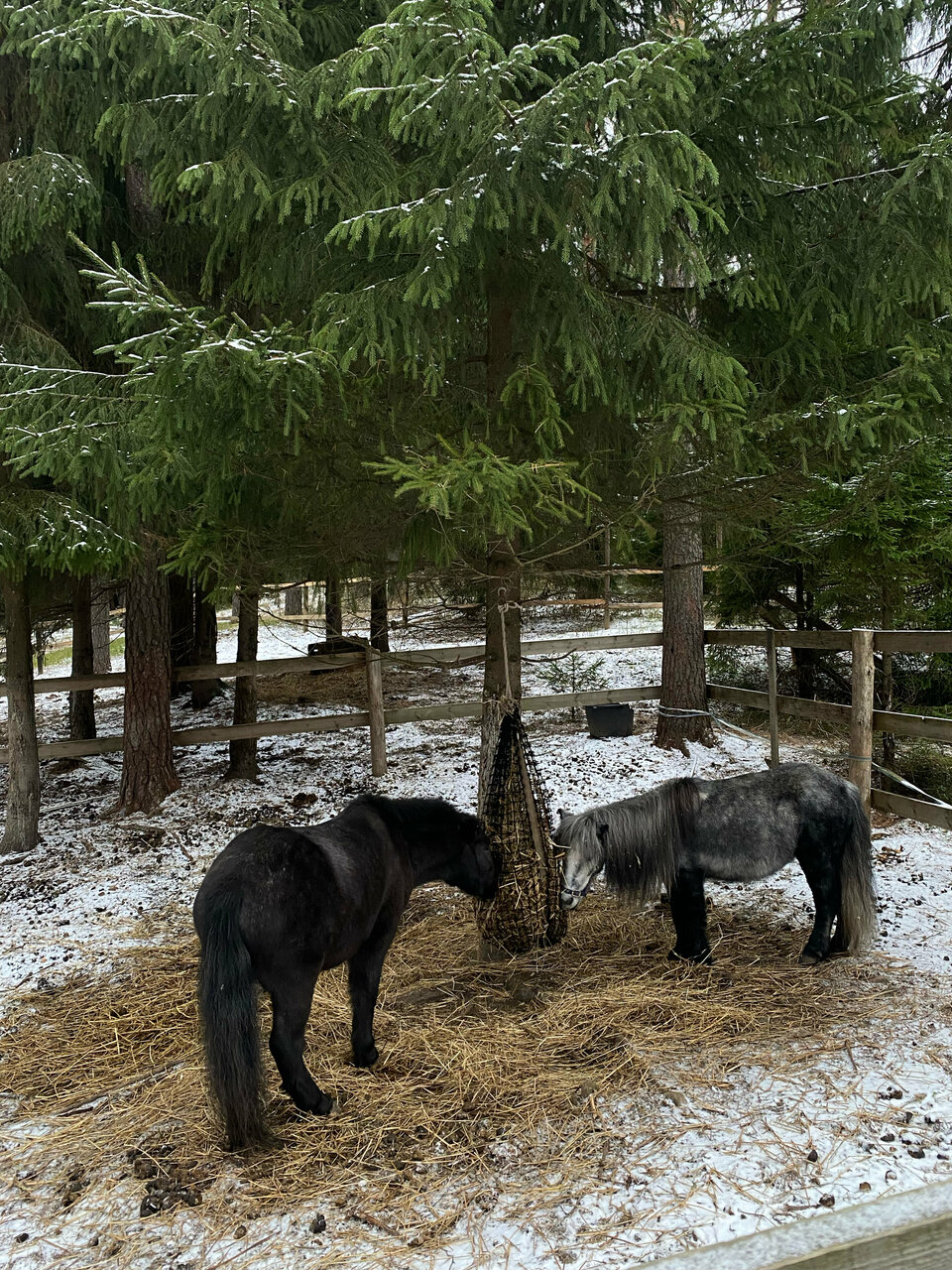 Гостиница Райвола Рощино-103