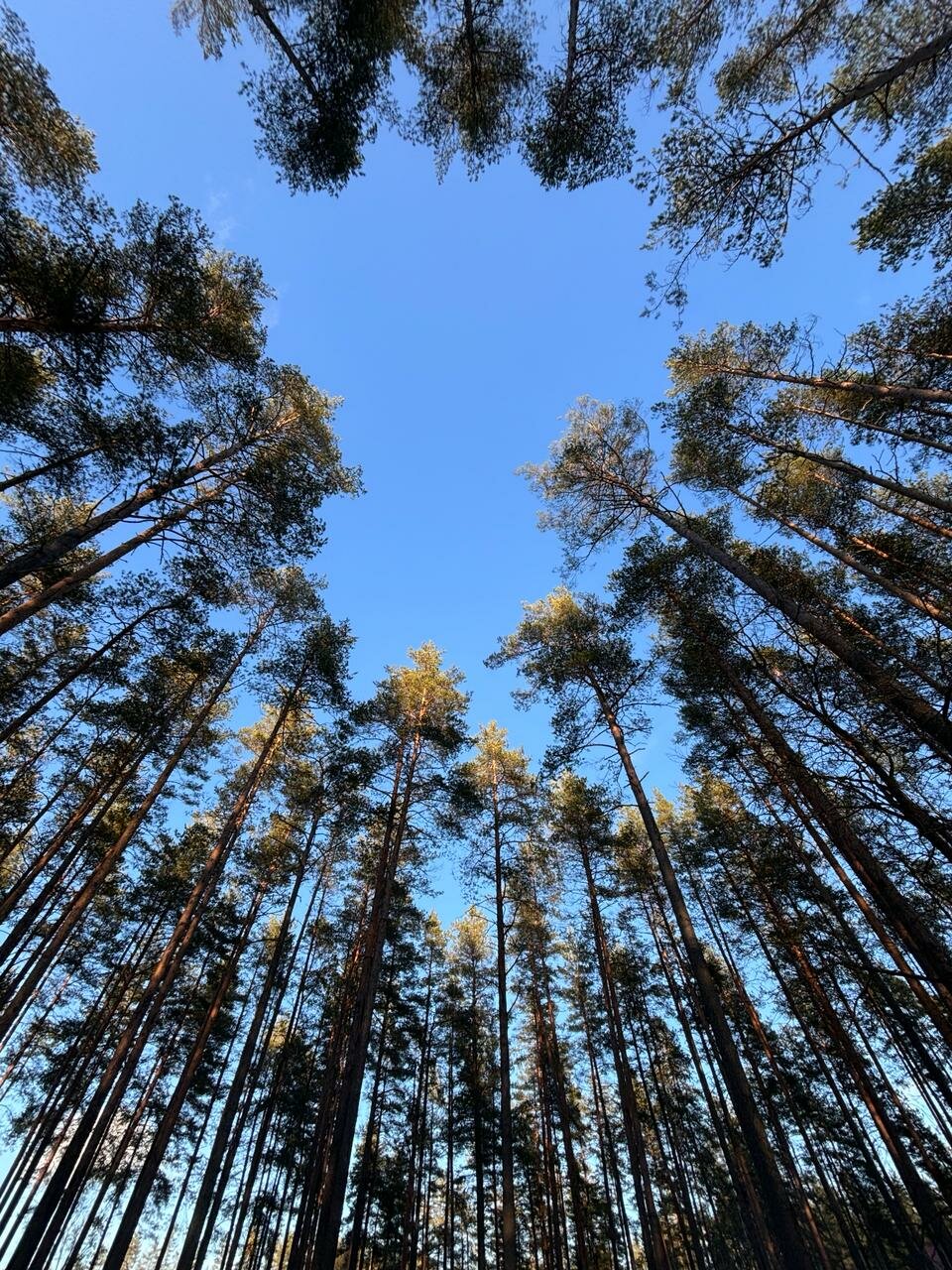 Гостиница Райвола Рощино-113