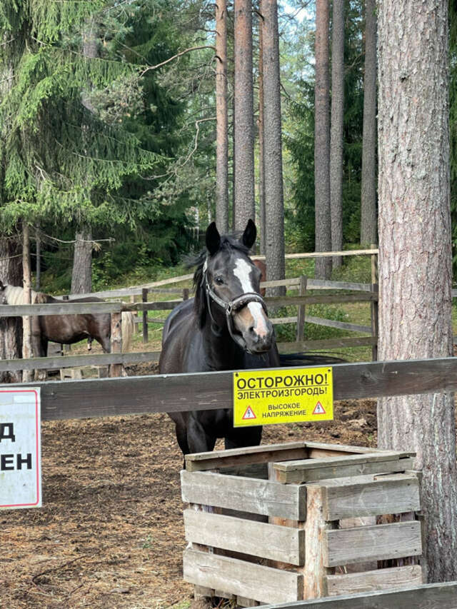 Гостиница Райвола Рощино-85