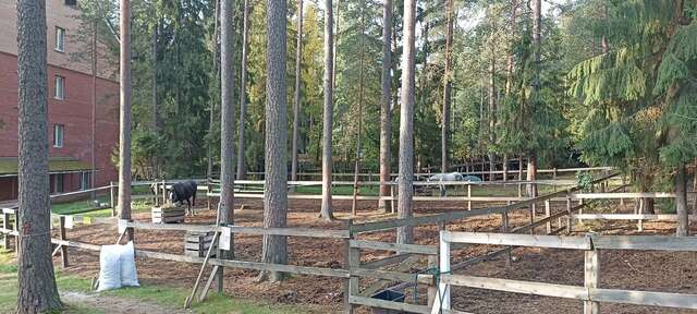 Гостиница Райвола Рощино-233