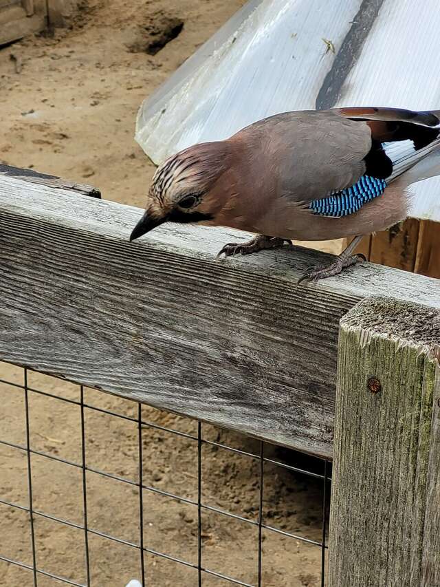 Гостиница Райвола Рощино-158