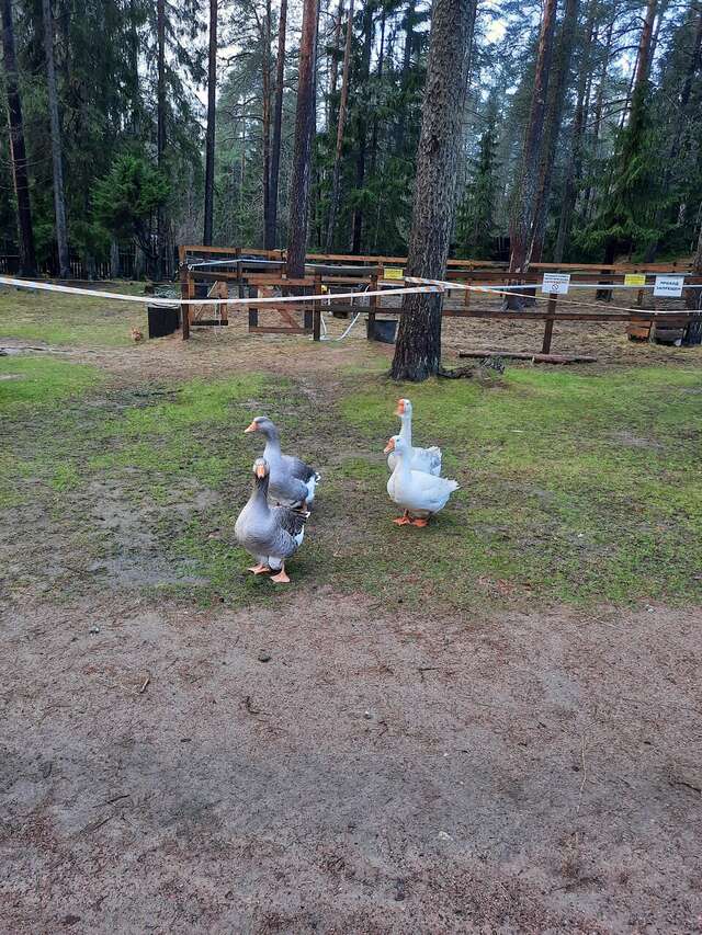 Гостиница Райвола Рощино-221