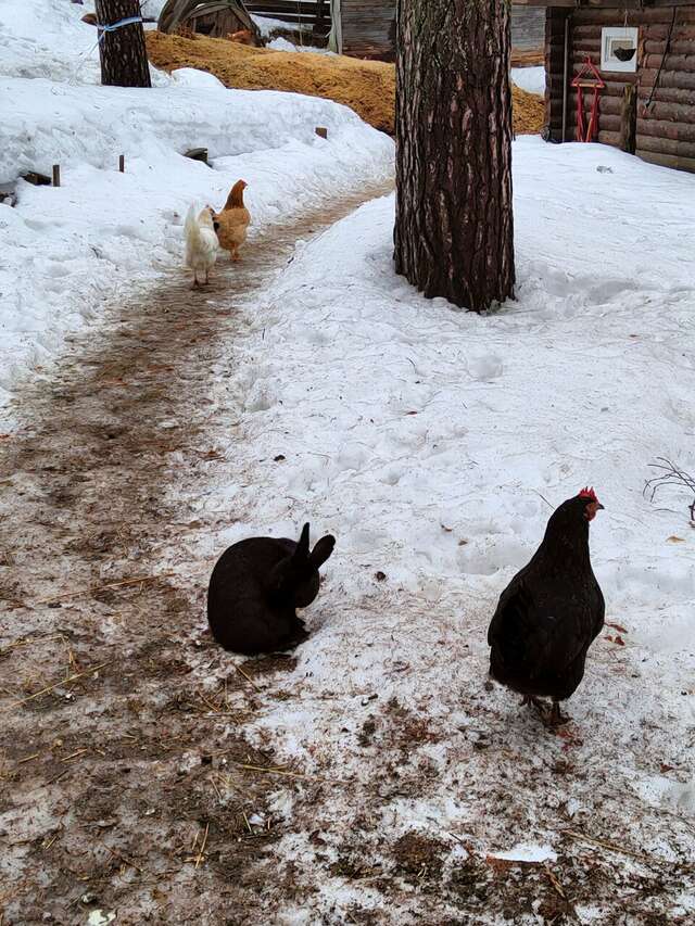 Гостиница Райвола Рощино-154