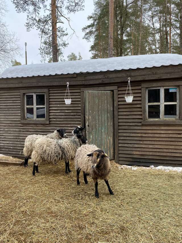 Гостиница Райвола Рощино-66