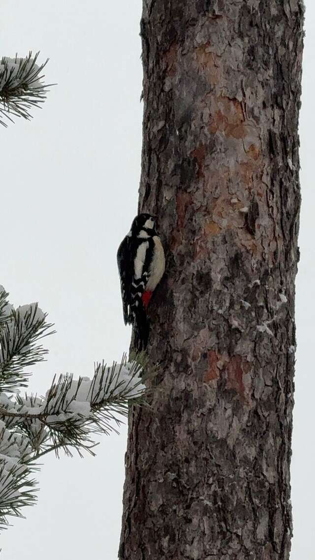 Гостиница Райвола Рощино-196
