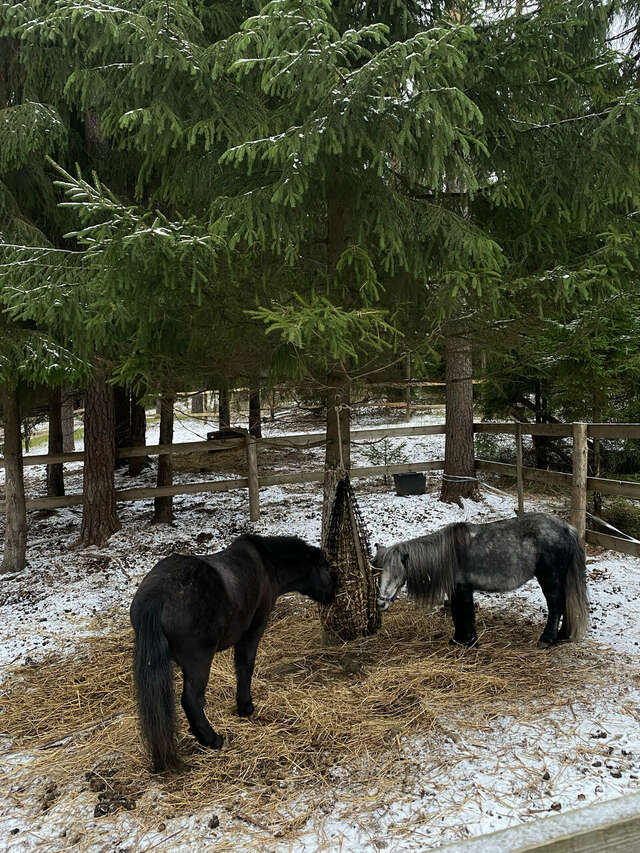 Гостиница Райвола Рощино-102