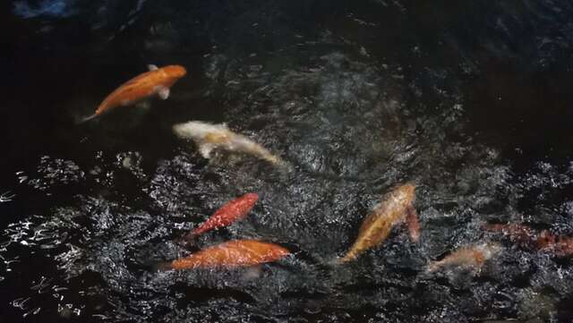 Гостиница Райвола Рощино-240