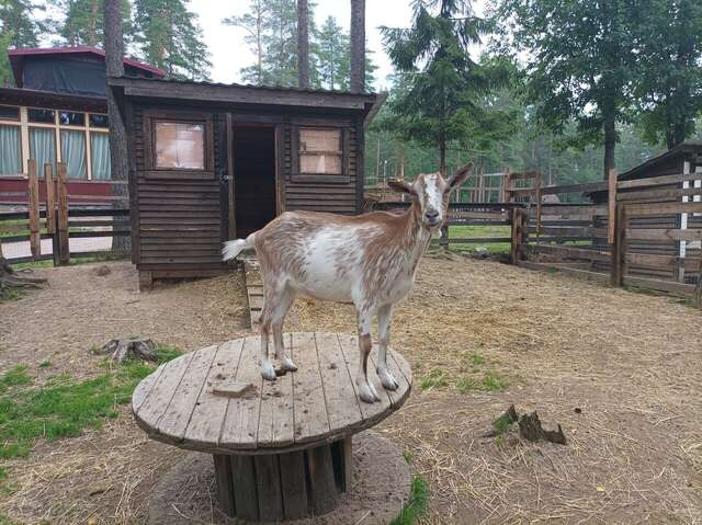 Гостиница Райвола Рощино-241